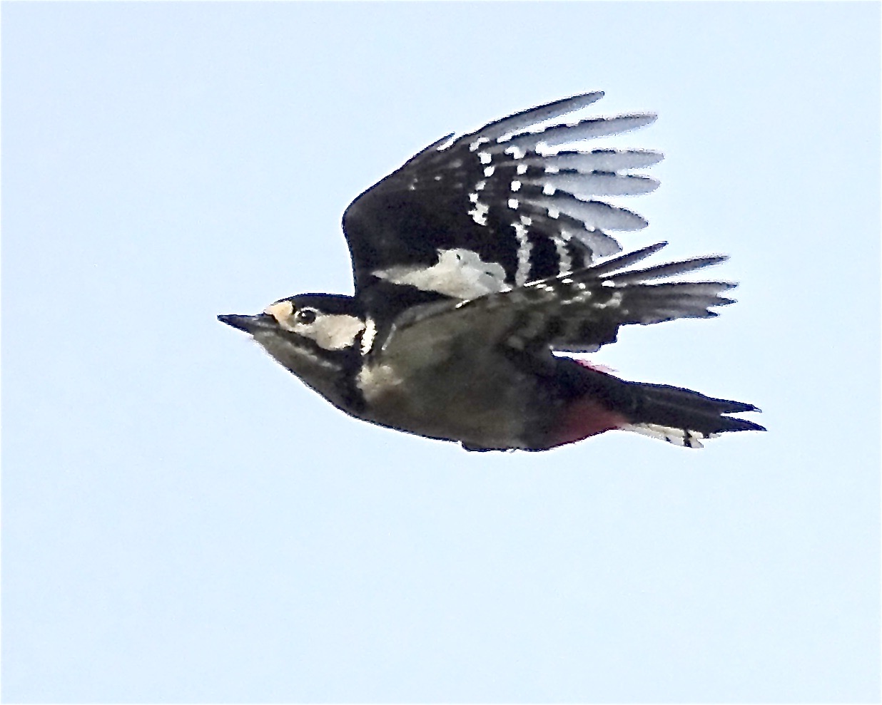 great spotted woodpecker